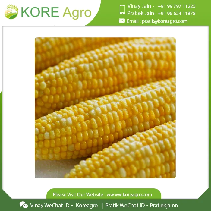 
Top Selling Premium Quality Corn Maize 100% Natural Fresh Animal Feed Corn India Supplier 
