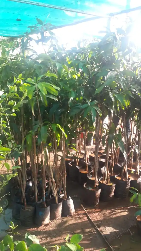 
Japanese Miyazaki Mango Plant 