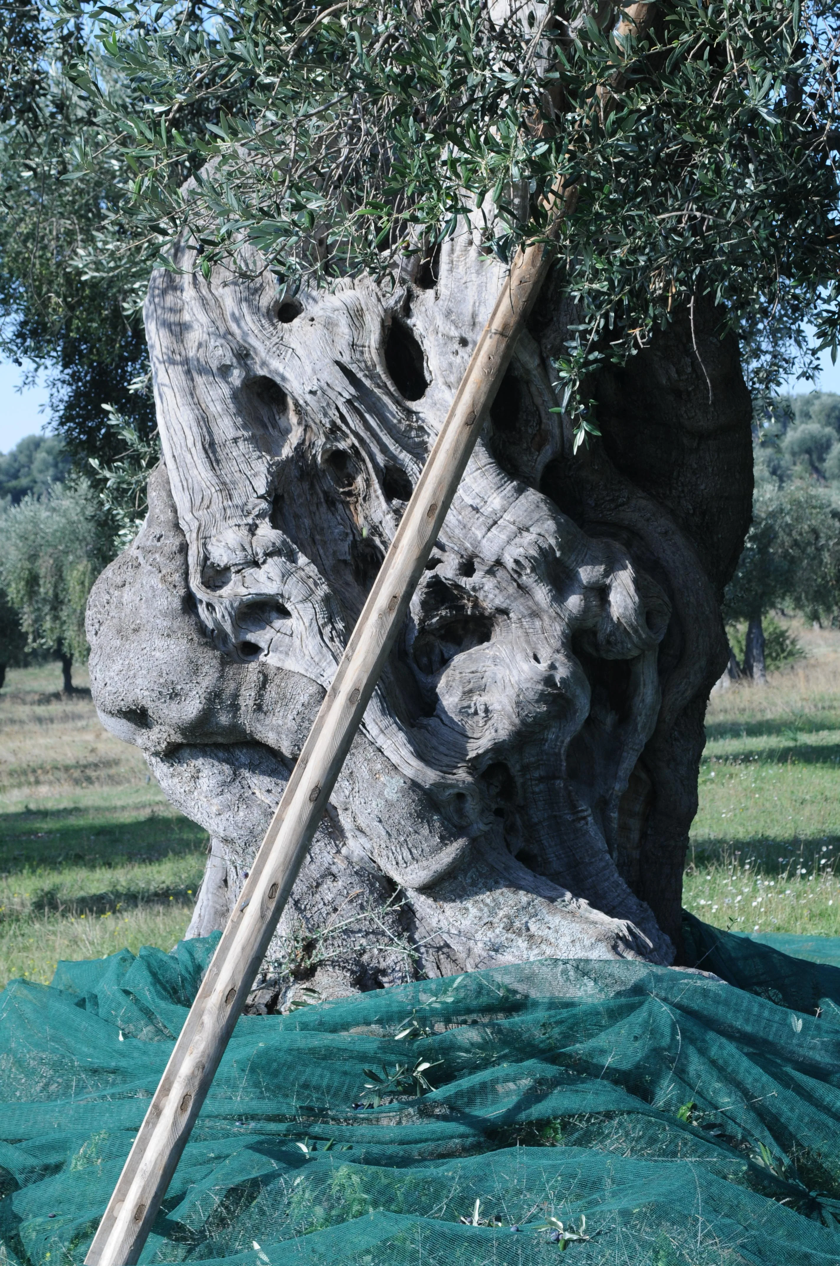 Оливковое масло Virgini высшего качества, Клементе био, Премиум 750 EVO, масло для приправ