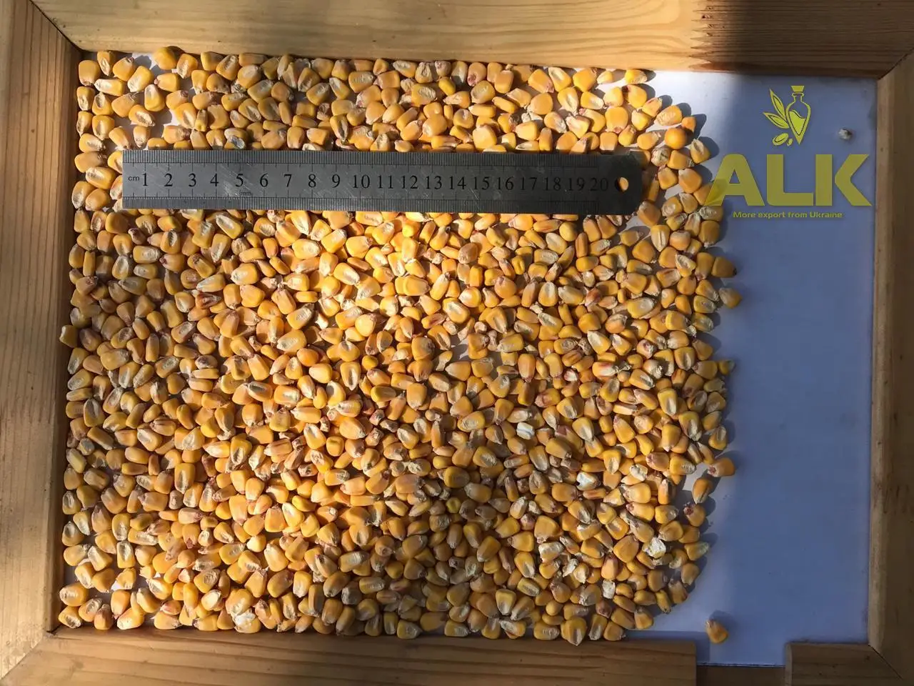 Ukranian-Лидер продаж желтый Кукуруза без ГМО