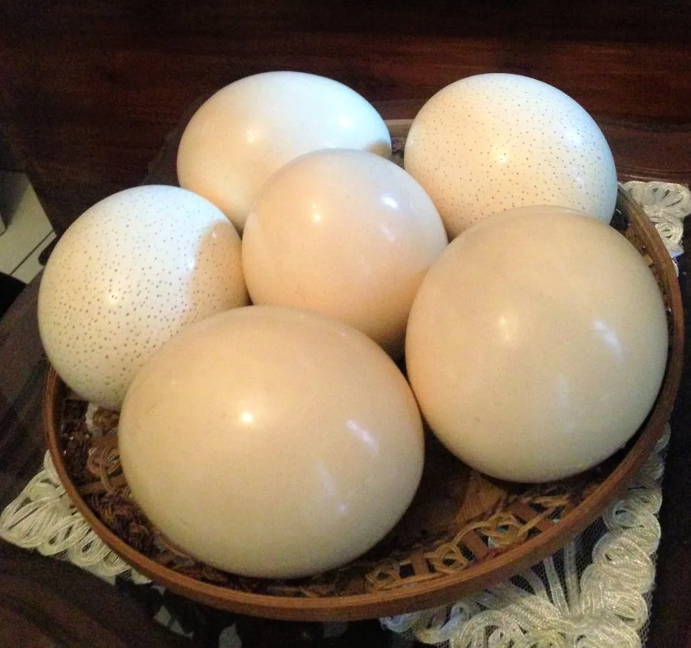 OSTRICH EGGS