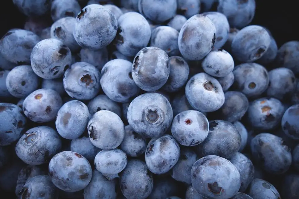 fresh Blueberries