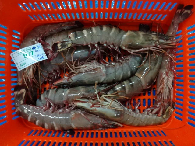 BLACK TIGER SHRIMPS SEA CAUGHT