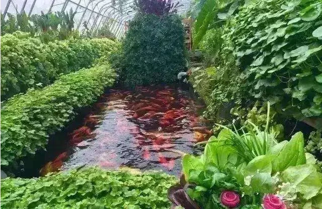 Fish Farming Aquaponic System Fish Greenhouse Shrimp Greenhouse