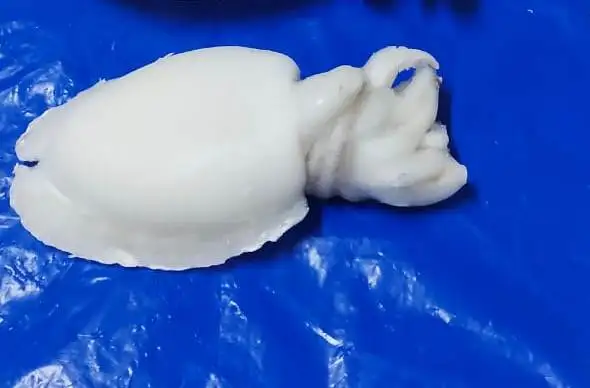 TOP QUALITY FROZEN CUTTLEFISH WHOLE CLEANED A GRADE FROM INDIA