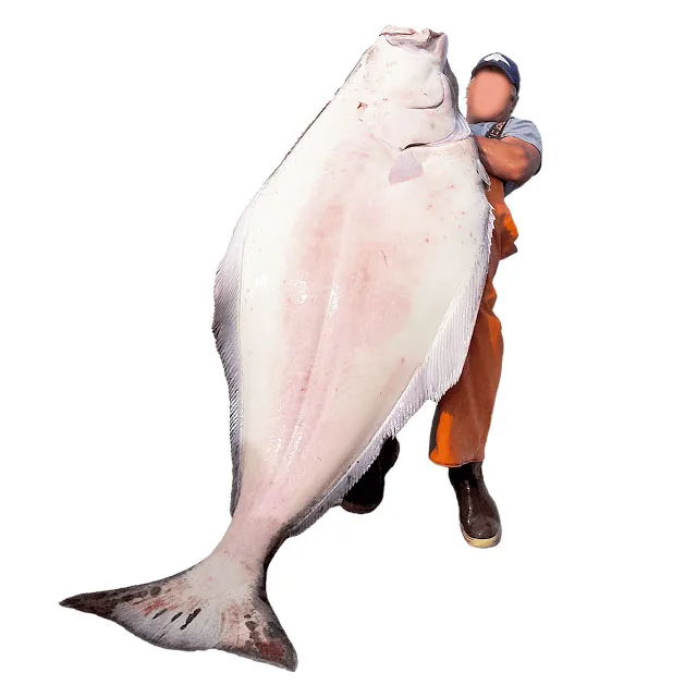 
Factory Wholesale Price Great Value Fresh Flounder Black Frozen Halibut For Money High Value 