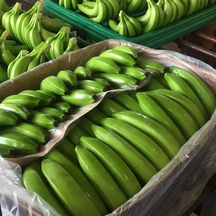 Wholesale Full Nutrition Fresh Green Banana Organic Long Yellow Banana