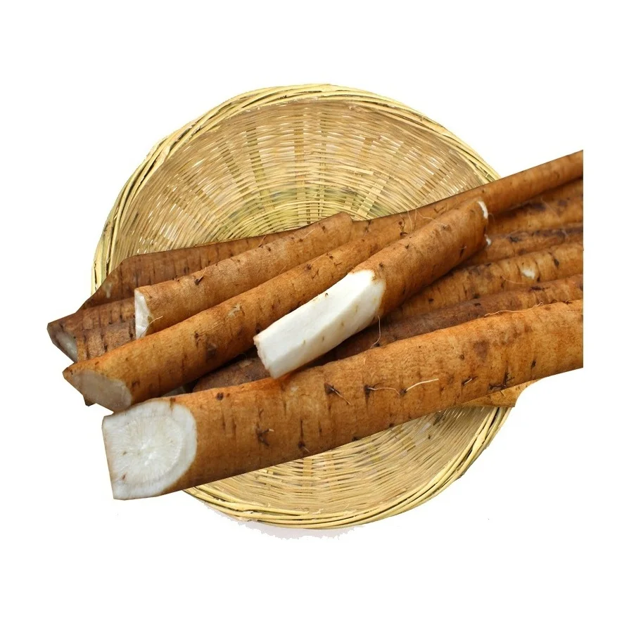 Высококачественные свежие овощи Burdock для продажи по самой низкой оптовой цене в массовом количестве