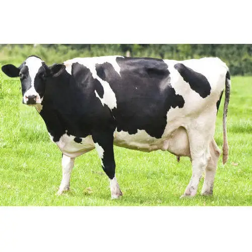 Healthy Live Dairy Cows, Pregnant Holstein Heifers Cow, Boer Goats available at good prices and perfect health conditions (1600375265370)