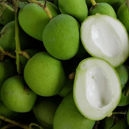 Globally selling Low Prices Fresh Green Sour Light Small Mango Fruit