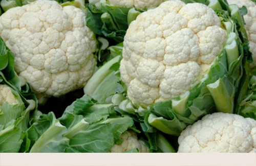 100% Maturity Organic Fresh White Cauliflower 90cm Size Super Big High Quality New Crop From Vietnam