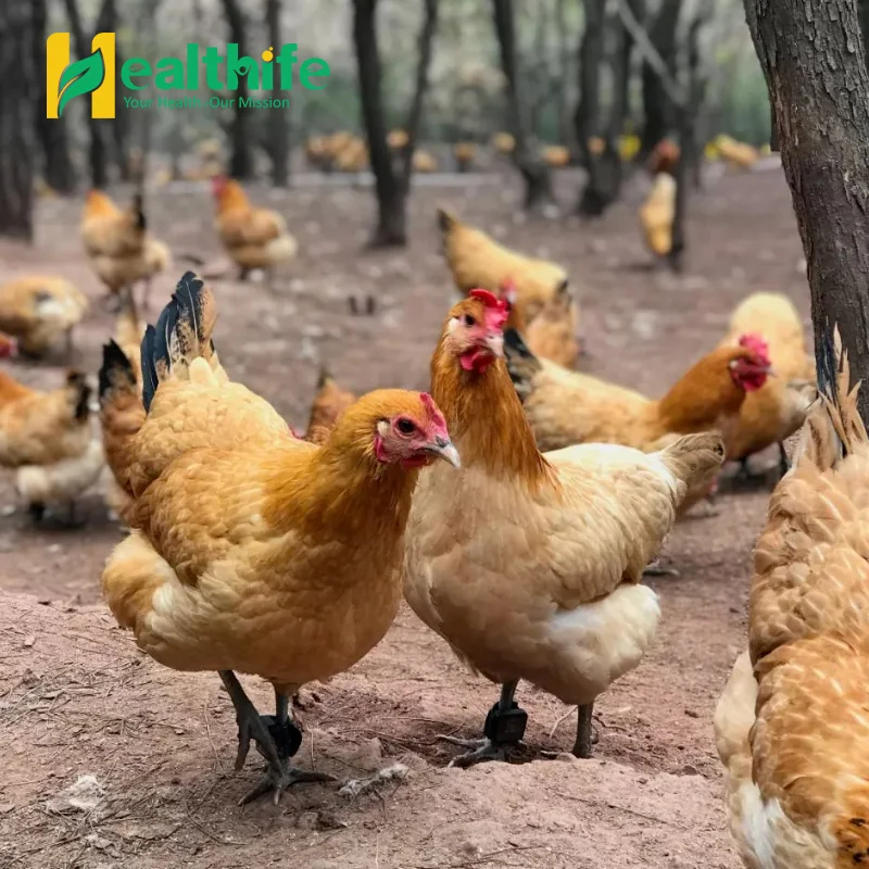 Glycine Ethyl Ester 500mg Noopept Capsules