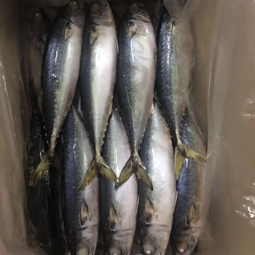 Best quality frozen pacific mackerel fish available for export