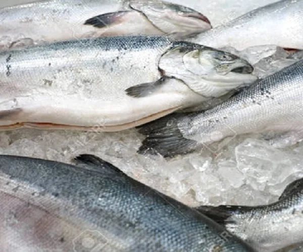 Frozen Whole Round Atlantic Salmon From Norway For Sale