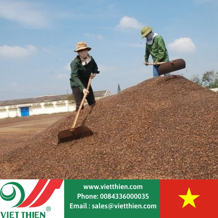 Кофейные зерна с отличным вкусом Robusta выбираются и обрабатываются оптом для экспорта во всем мире от вьетнамских фермеров