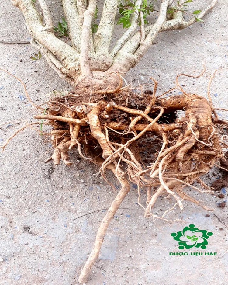 Ming Aralia with Root and 30 cm Long of Main Stem100% Purity Vietnamese Ginseng