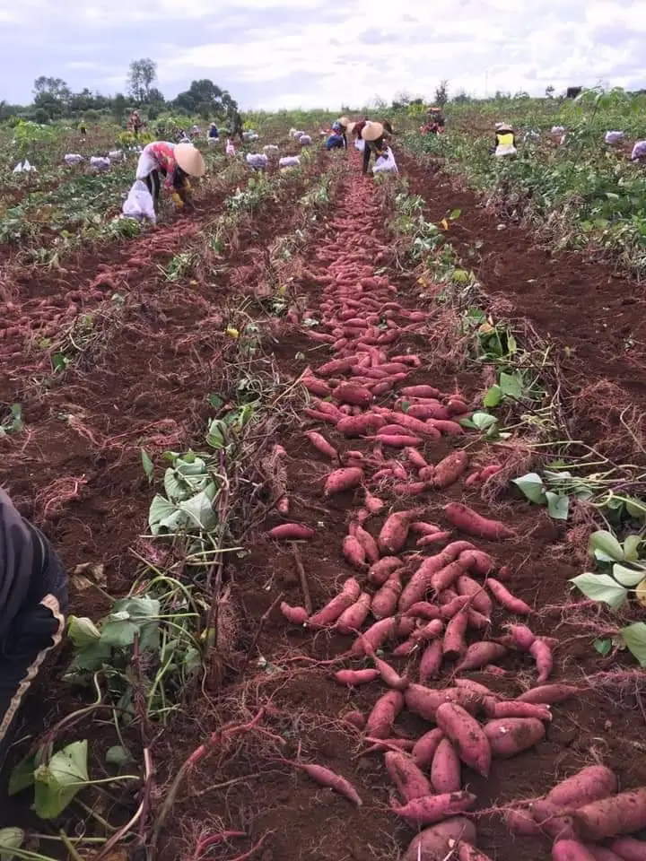 Вкусный японский сладкий картофель для выпечки