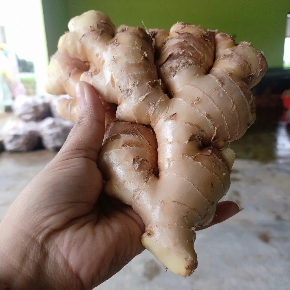  Пряный Вьетнам высокое качество-свежий имбирь по хорошей цене Урожай 2021