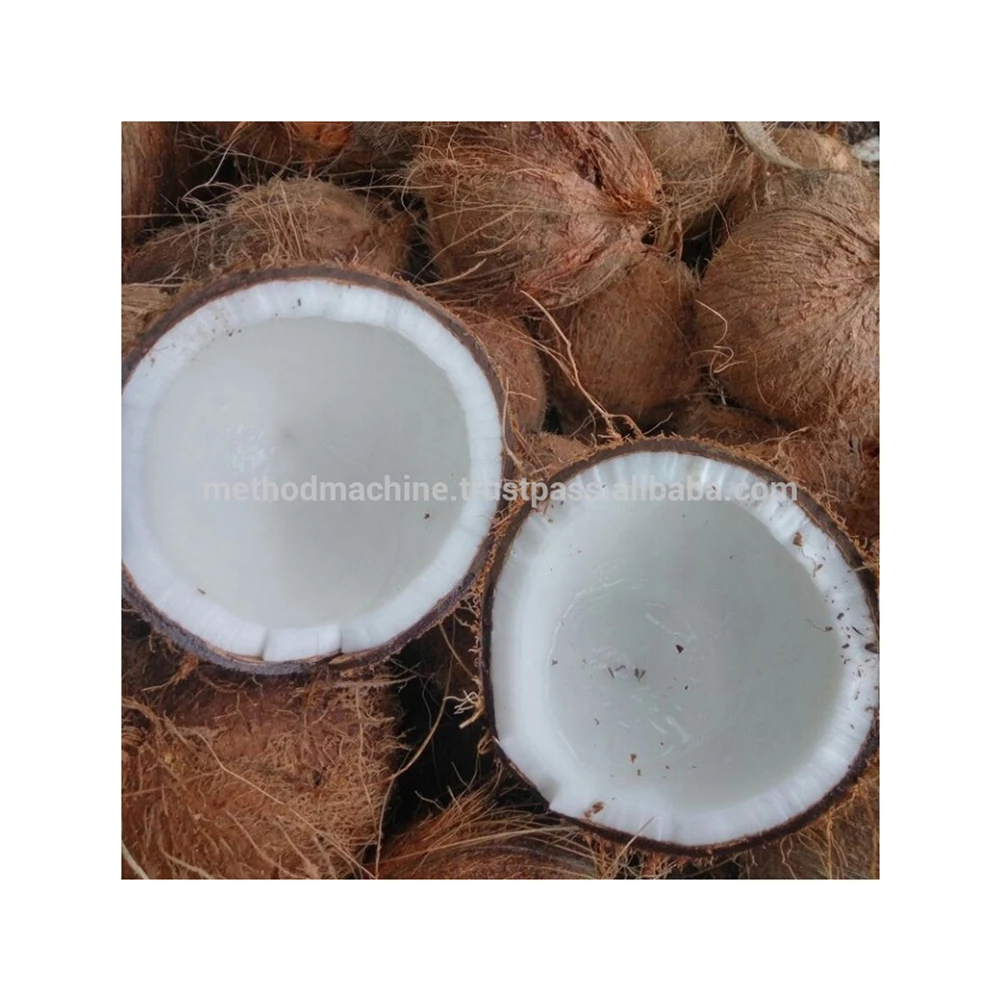 
Fresh Organic Dehusked Coconuts for Sale Cheap Price Young Coconut Dehusking Supplier in Malaysia 