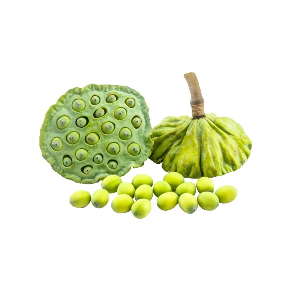 [HOT DEAL 2023] -- LOTUS SEED - TOP QUALITY & BEST PRICE from VIETNAM WHOLESALE 2023