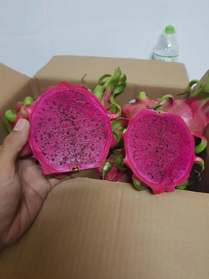 Свежий Дракон фрукт красный телесный/белый телесный облучение с высоким качеством быстрая доставка 0084947900124