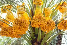 Супер мультивитамины новый сезон высококачественные даты доступные для экспорта по более низкой цене FOB