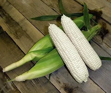
Top GRADE White and Yellow Corn/Maize 