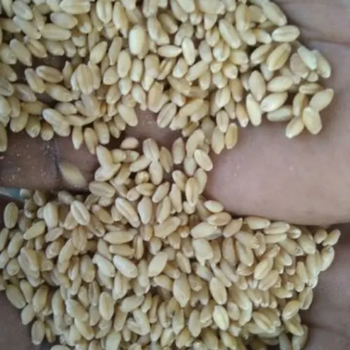 Black Style Organic Bread Origin Type Wheat Dried Place Model Cultivation Wholesale Non GMO Emmer Hulled Grain Conventional