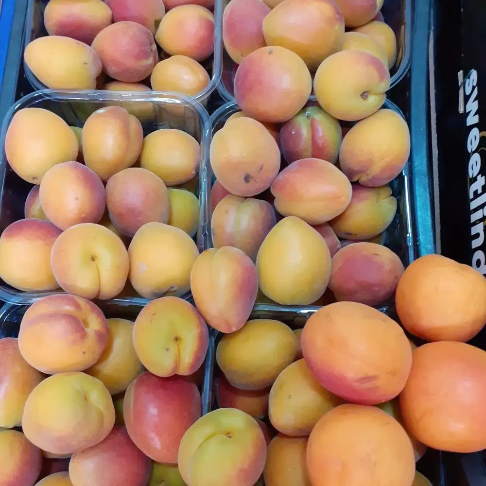 
Top Quality Fresh Apricot, Organic Fresh Apricot, Fresh Apricot Fruit Supplier  (1700006702132)