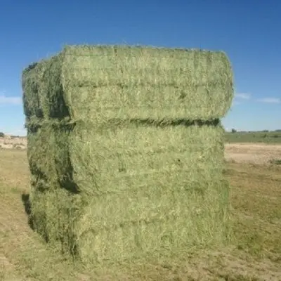 Dairy-Quality Alfalfa Hay For Sale