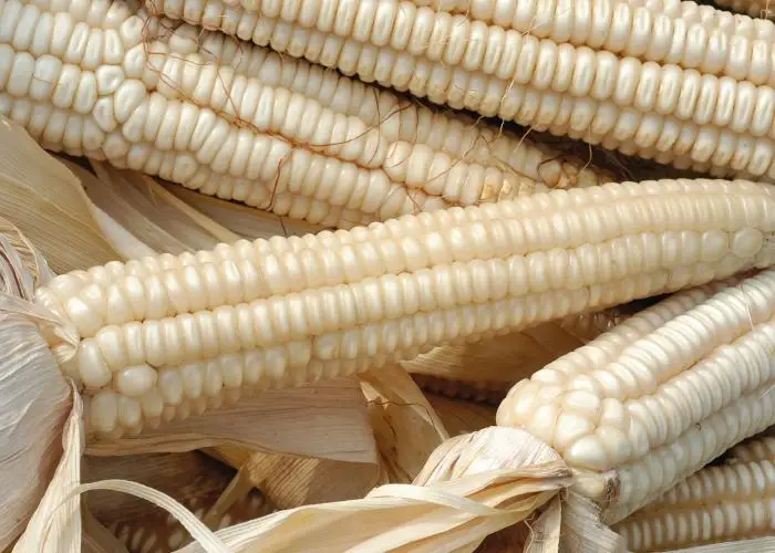 Wholesale price frozen corn whole kernels white corn