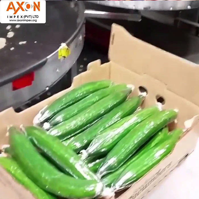 
Hot Selling Best Price Fresh Cucumber for Wholesales/Seasonal cucumber/ Long cucumber 