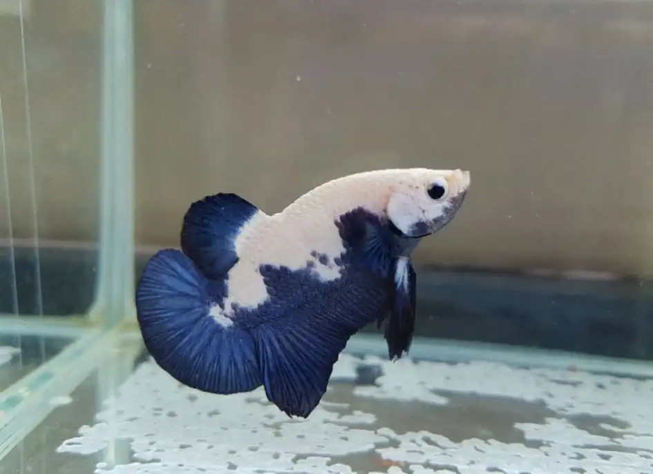 Синий обод Betta Fish HMPK