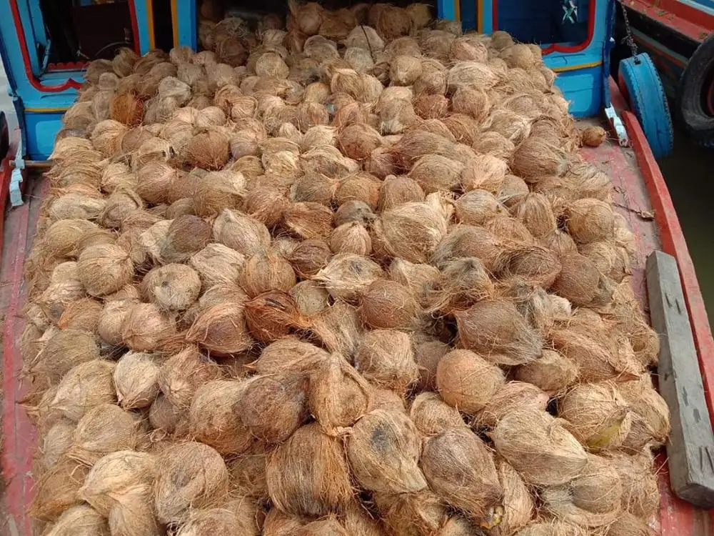 
Wholesale Indonesia Semi Husked Fresh Mature Coconut 
