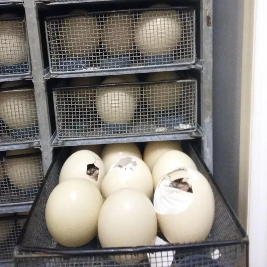 Страусиные яйца