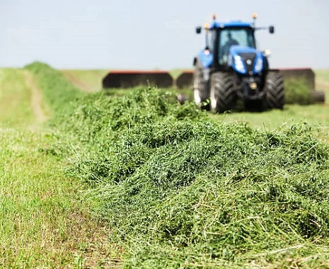 Alfalfa Hay10.jpg