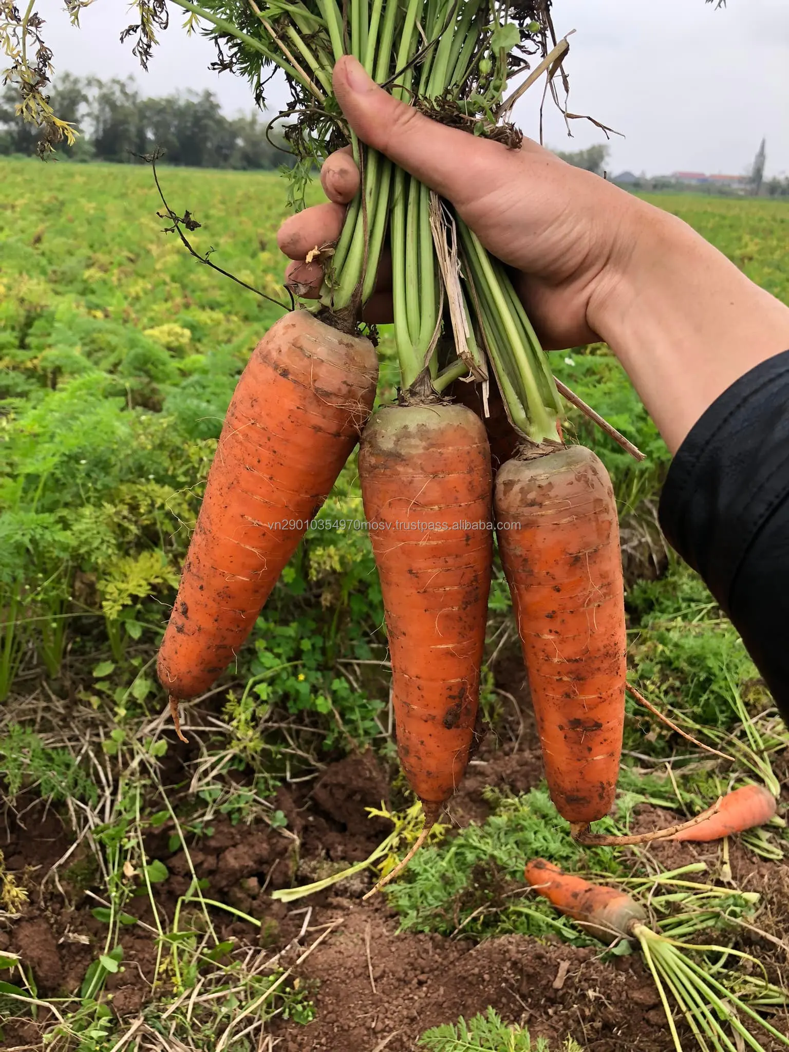 Fresh Carrots -  Customized Package Non-GMO Fresh Carrots from Viet Nam wholesale Whatsapp +84988667319