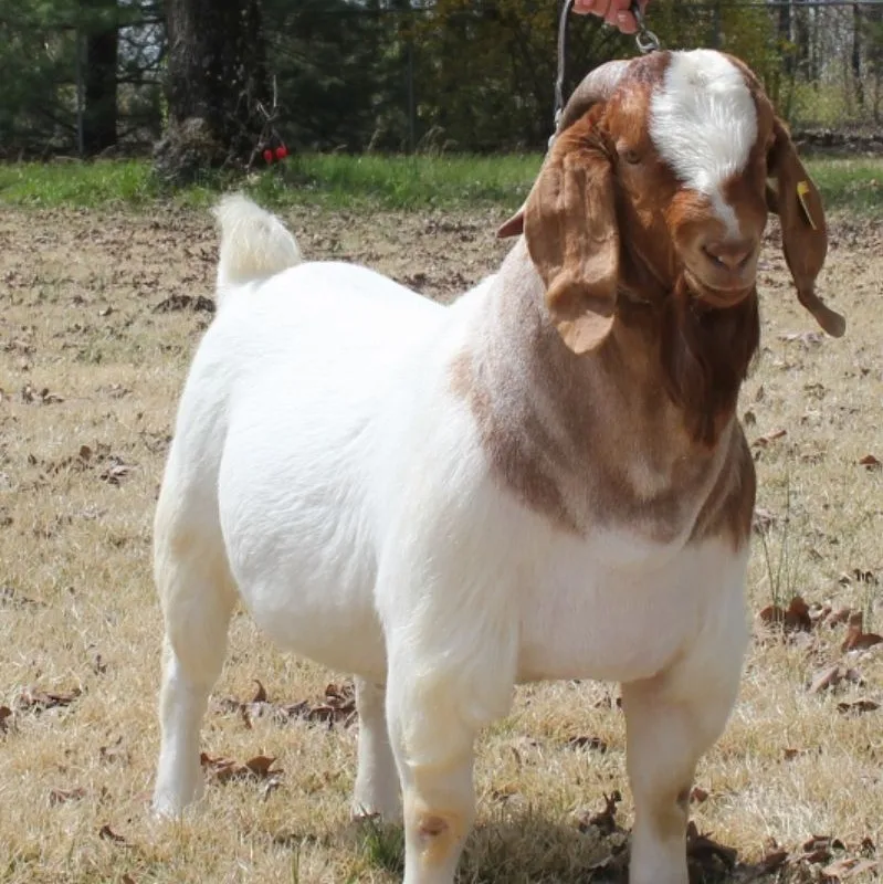 
Live boer goats for sale 