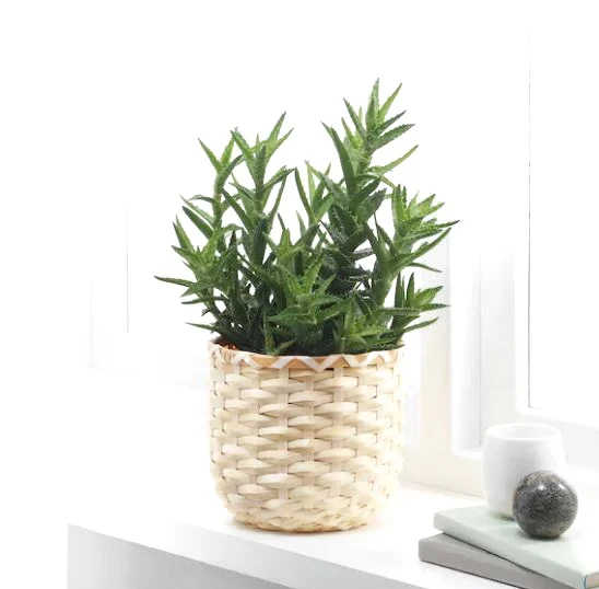 Bamboo plant hanging basket, create a beautiful botanical arrangement indoors with range of Hanging Plant Pots.