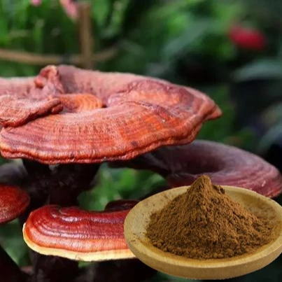 Best Organic Red Reishi Mushroom Extract Spore Powder Supplement Ganoderma Lucidum Extract