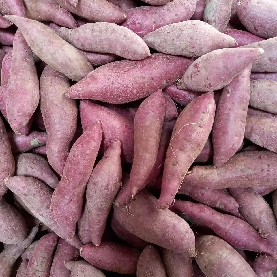 Свежий желтый сладкий картофель овощи экспорт оптовая продажа высокое качество (Сертификация: GAP HACCP...) -100% органический