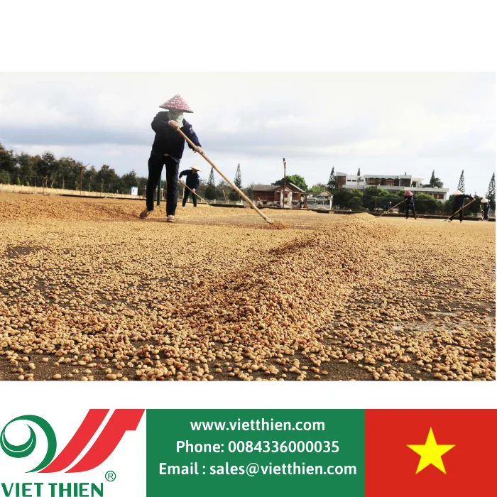 Кофе Арабика обрабатывается во Вьетнаме выбирается из свежих кофейных зерен с высокотехнологичной закрытой обработкой.