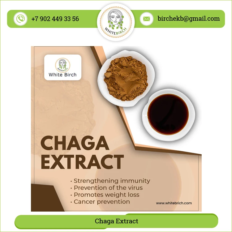 Multiple Health Benefits Natural Chaga Mushrooms Extract Powder for Sale