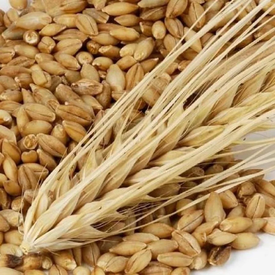 Кормовой ячмень для продажи Премиум-Качества 25/35 кг в пакетах