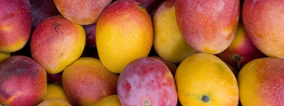 100% Flavor mango from Egypt--Low Price