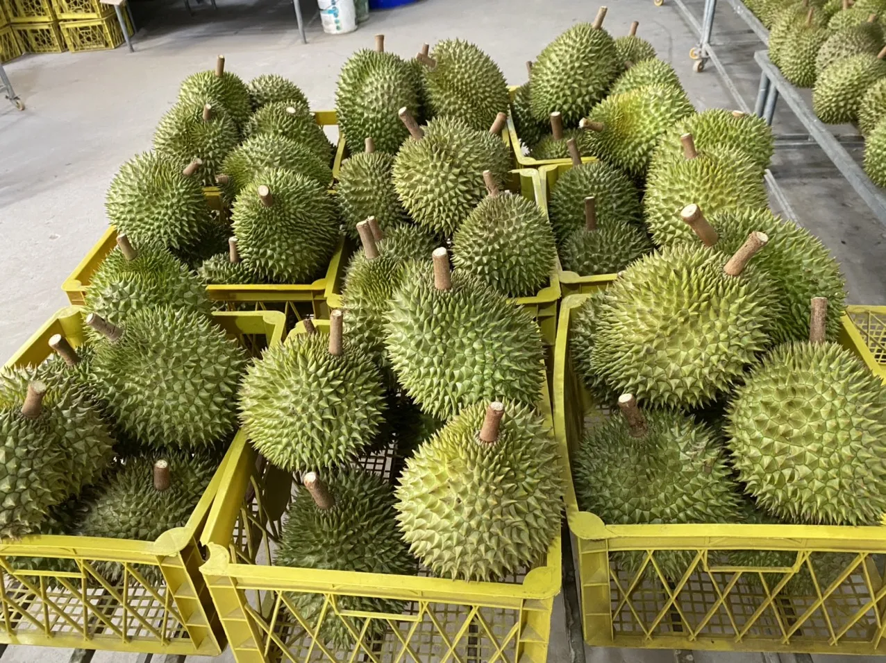 Fresh Delicious Ri6 Durian Vietnam Creamy Sweet Durian