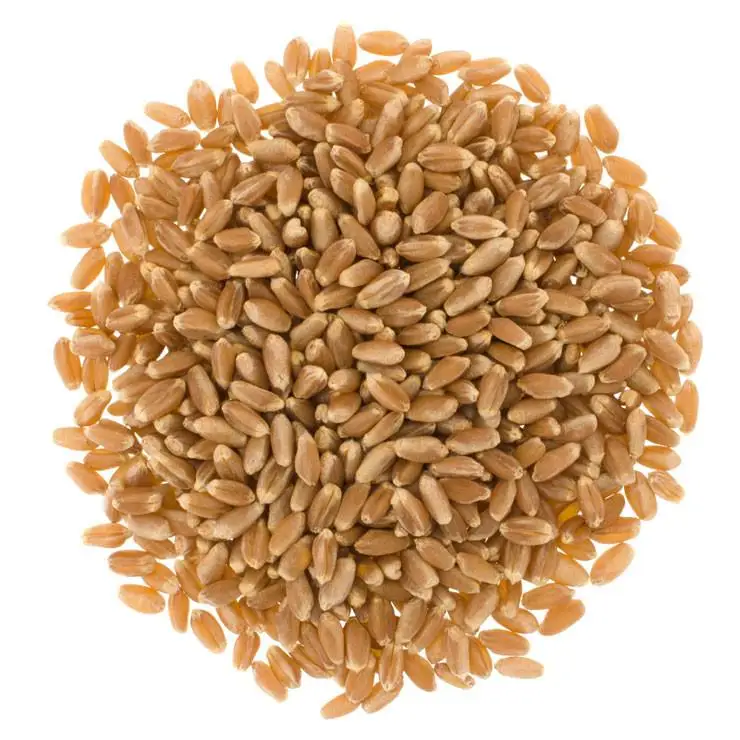 Wheat Grain in bulk / high quality wheat, whole nutrition grain