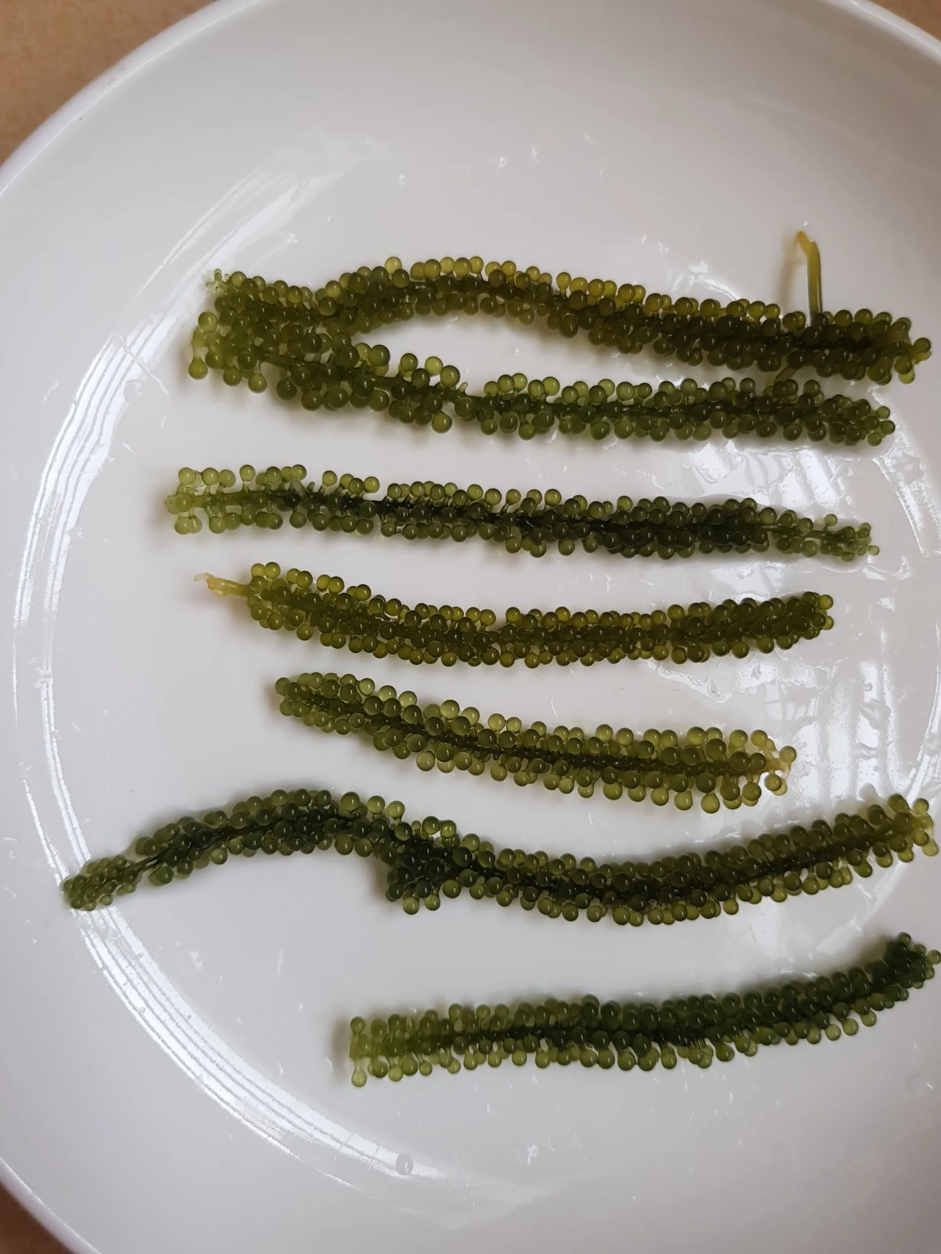 
DEHYDRATED SEAGRAPES VIETNAM 2020 