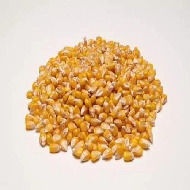 Sell Yellow Corn Maize Grains for Animal Feed / Animal Feed