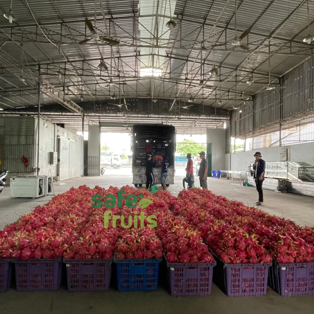 Best Product Organic Red/White Fresh Dragon Fruit High Quality Dragon Fruit Specially Export to China Best Dragon Fruit Vietnam